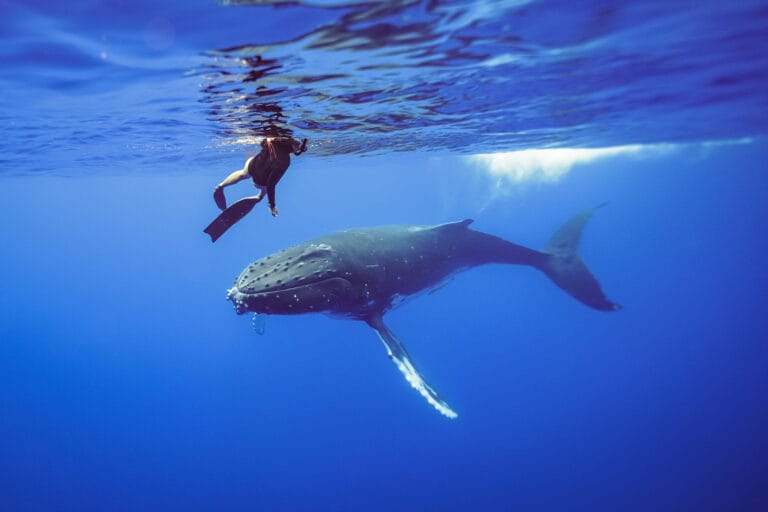 So You Wanna… Swim with Humpback Whales in Moorea