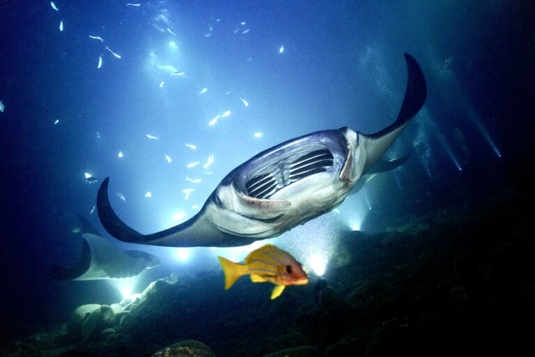 So You Wanna… Swim with Manta Rays in Hawaii