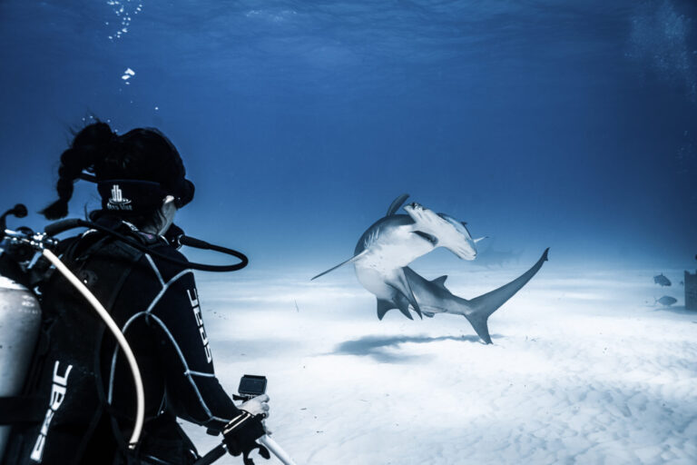 Great Hammerhead Diving in Bimini