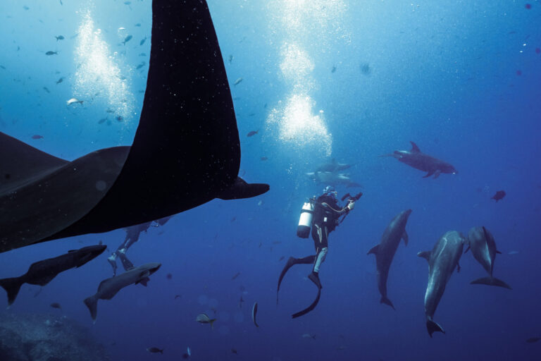 Dive Socorro: Preparing for Your Trip