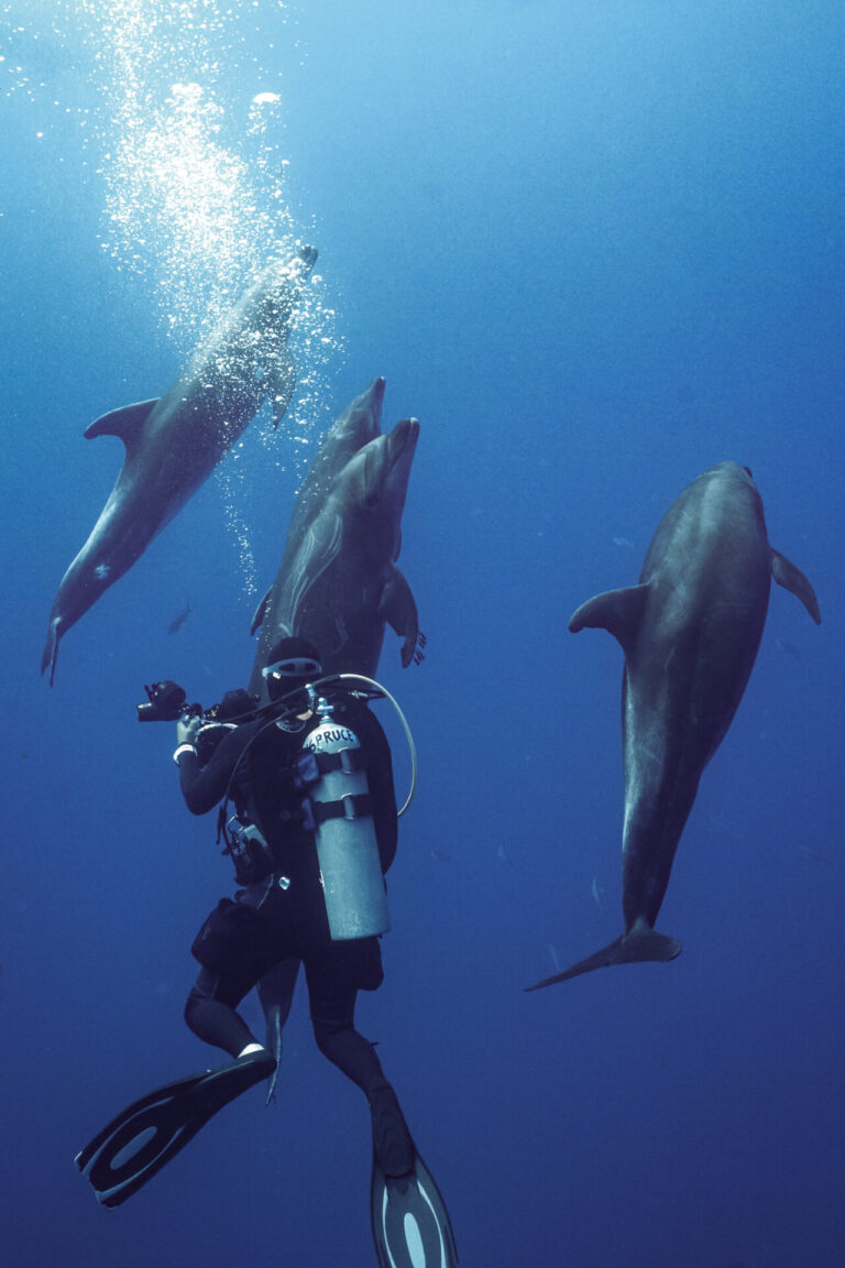 So you Wanna… Scuba Dive with Dolphins?