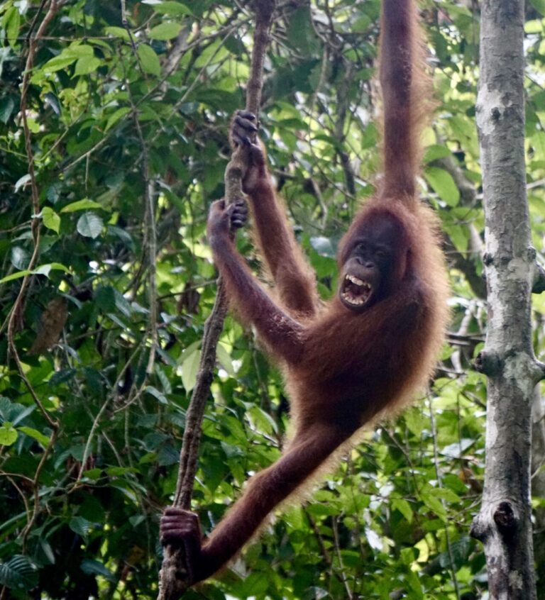 Orangutans in Borneo: A Trip of a Lifetime