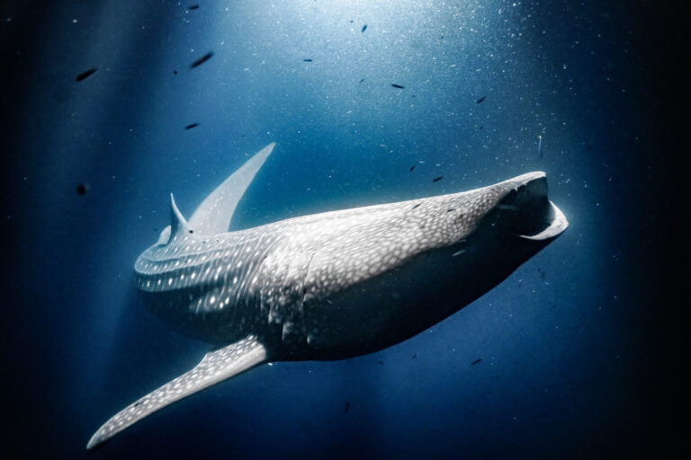 Pro-Tips for Swimming with Whale Sharks