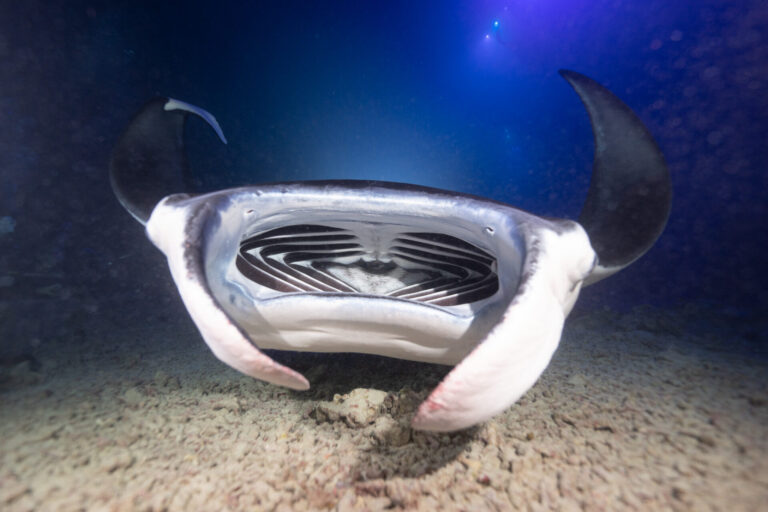 Top Destinations for Swimming with Manta Rays