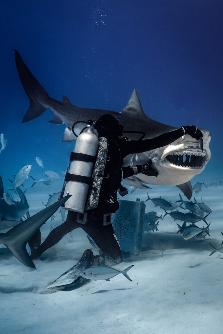 How to Dive Tiger Beach: Everything You Need to Know to plan your trip