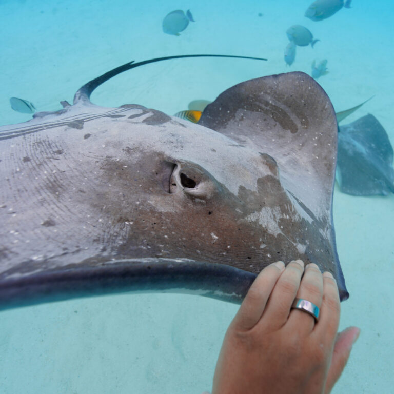 Manta Rays vs Sting rays: Understanding the Differences