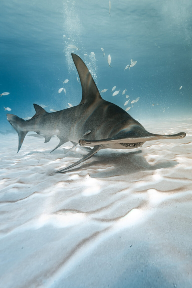 Hammerhead shark swimming in the Bahamas.