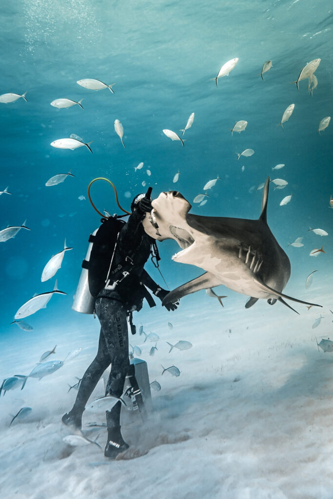 Feeding a hammerhead shark in the Bahamas.