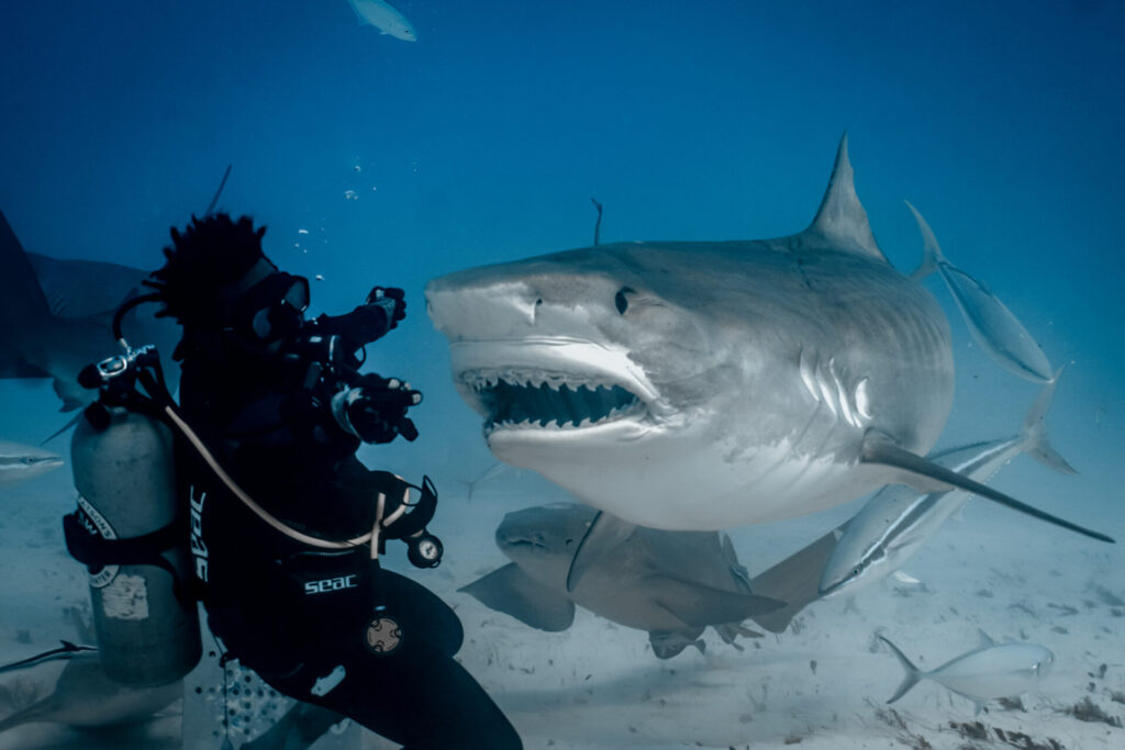 Tiger shark in Bimini Bahamas
