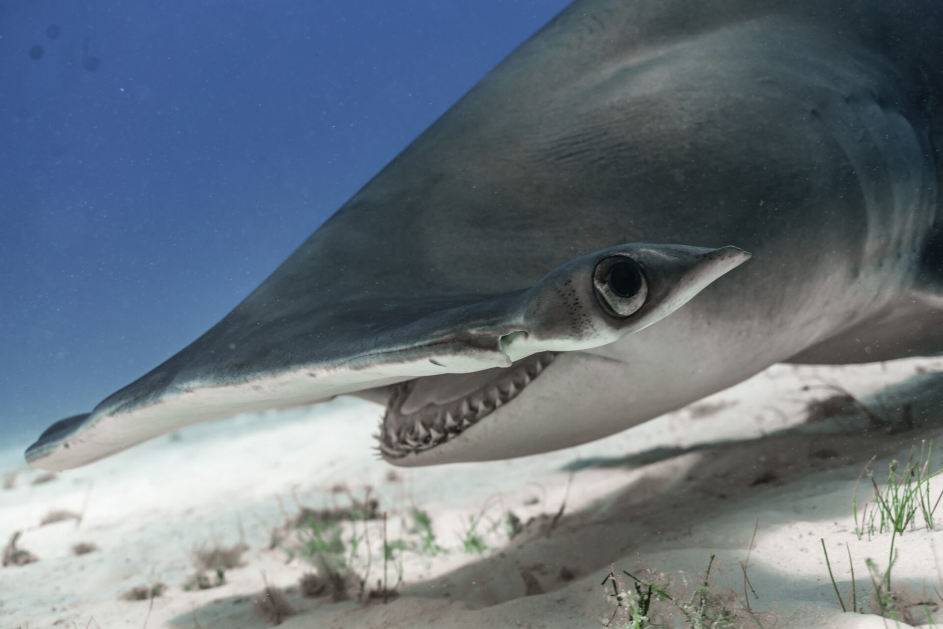 Hammerhead shark swimming in the Bahamas.