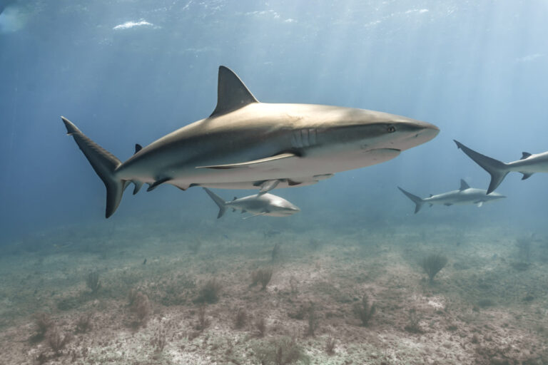 Shark non-profits working to save out sees.