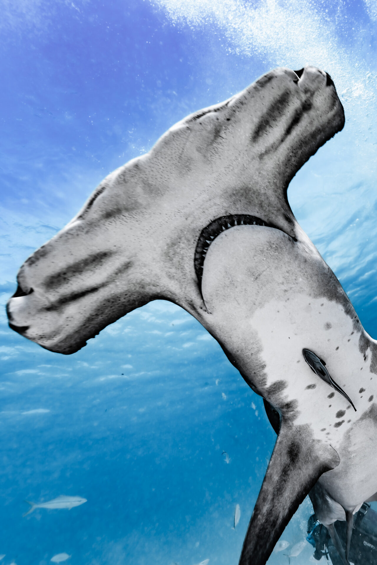 Hammerhead shark swimming in the Bahamas.