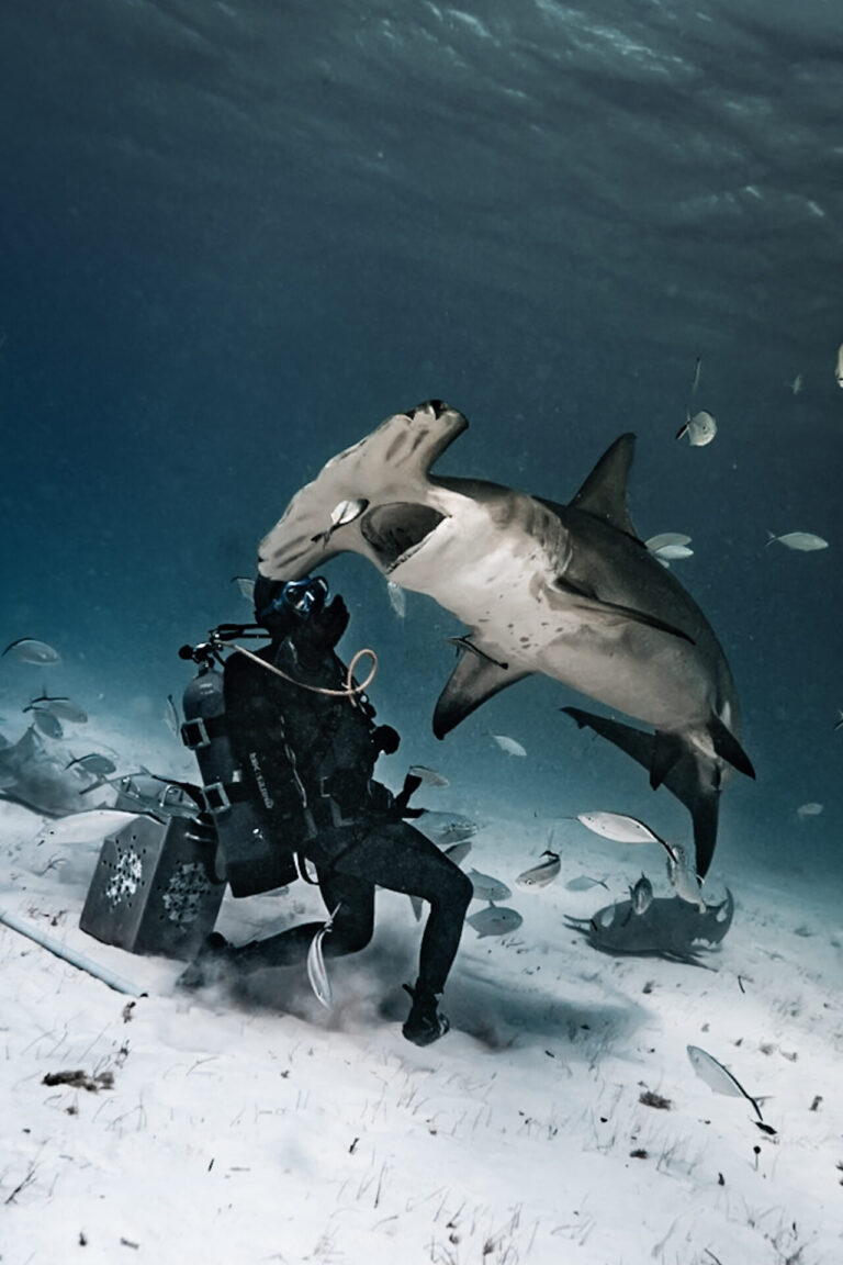 Bimini Hammerhead Dive: A Complete Guide