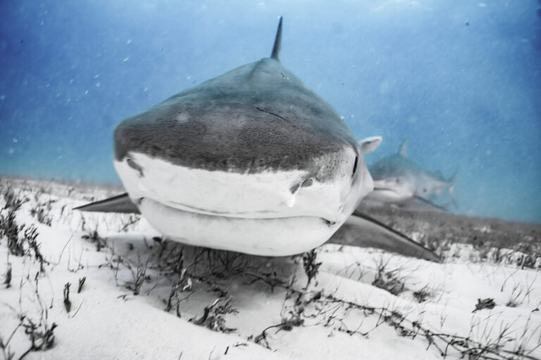 Scuba Dive with Sharks: the best Shark Diving Destinations