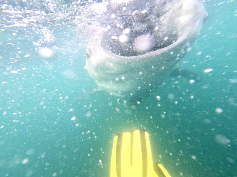 Ethics of Whale Shark Swimming