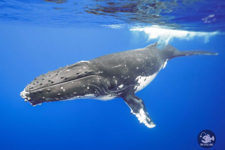 Swim with Humpback Whales: Photographing Whales Underwater