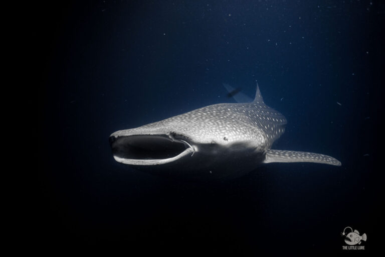 How to Nail Whale Shark Photography